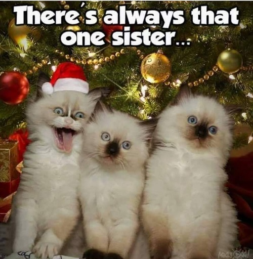 cat sister christmas.jpg